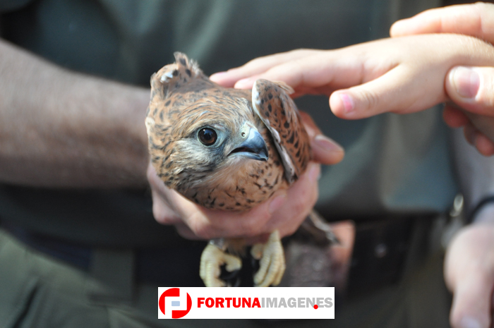 Día Mundial de las Aves 2012 en Fortuna